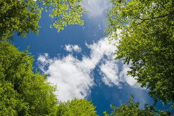 Fototapety  Bujne zielone liście i niebo z chmurami w lesie na wiosnę