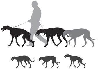 Hunting hound dogs walk, Greyhound Walks