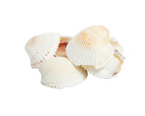 several Sea Shell lying one on one on a white