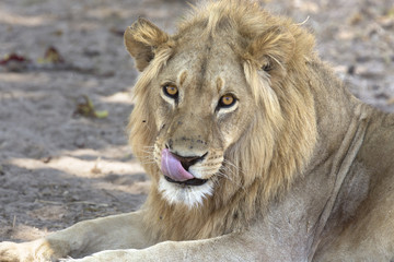 Wild male lion portrait