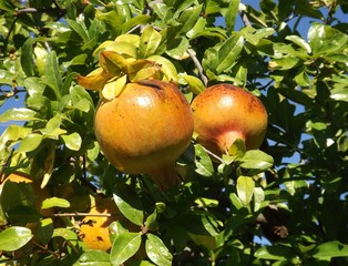 Pomegranate fruits on the tree