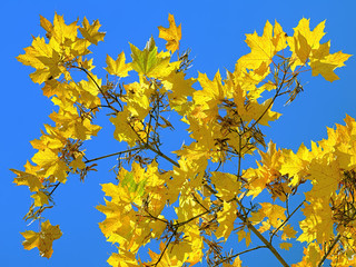 Obraz premium Yellow maple leaves on the background of blue sky