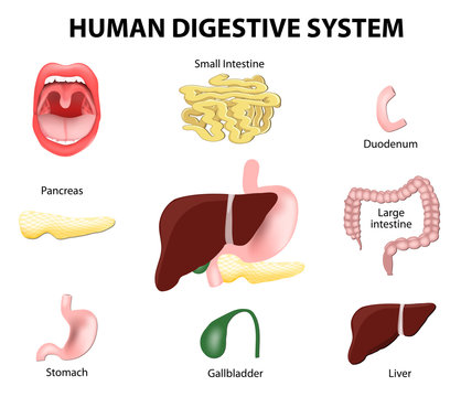 Human Digestive System. Set