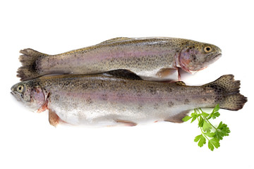 rainbow trout