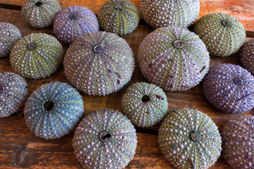 Urchins