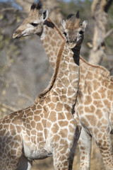 Portrait of a young giraffe