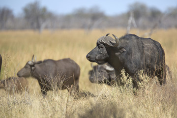 Fototapeta premium Free african wild buffalo