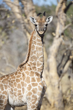 Portrait of a young giraffe