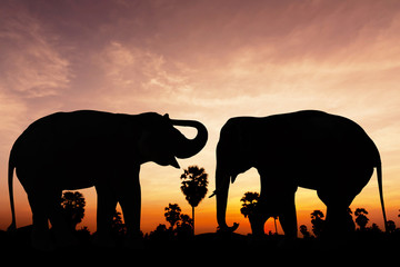 Fototapeta na wymiar Two elephant on twilight time