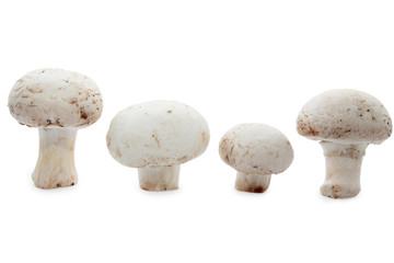 mushrooms isolated on white