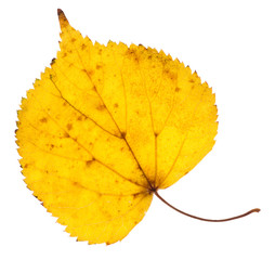 Linden yellow leaf isolated