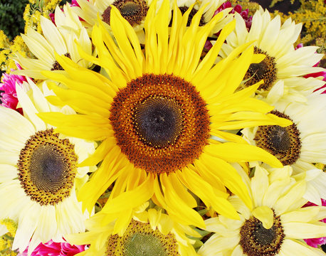 bouquet of small sunflower