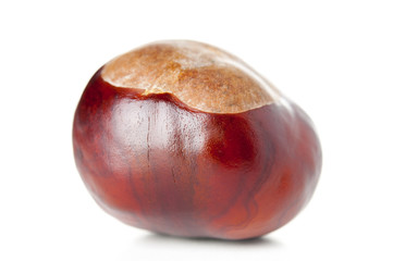 Obraz premium Single chestnut closeup