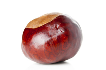 Chestnut on white background