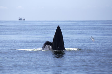 Fototapeta premium whales (Balaenoptera brydei) eating Anchovy fish
