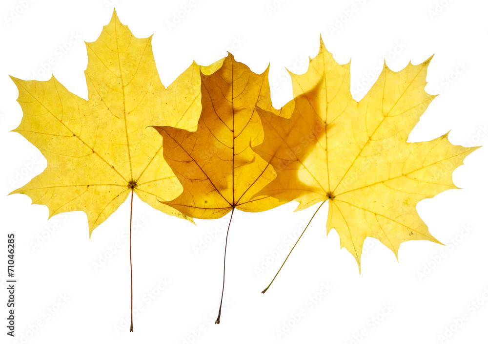 Wall mural Maple yellow leaves isolated