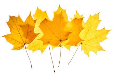 Maple yellow leaves isolated
