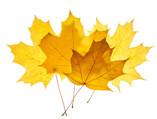 Maple yellow leaves isolated