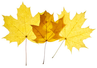Fototapeta premium Maple yellow leaves isolated