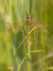 Dragonfly Perching on Plant
