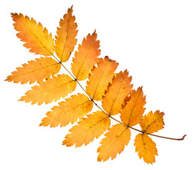 Rowan yellow leaf isolated