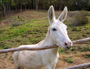 Head of a White Donkey in a Grass Field