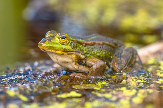 Green Frog Outdoor