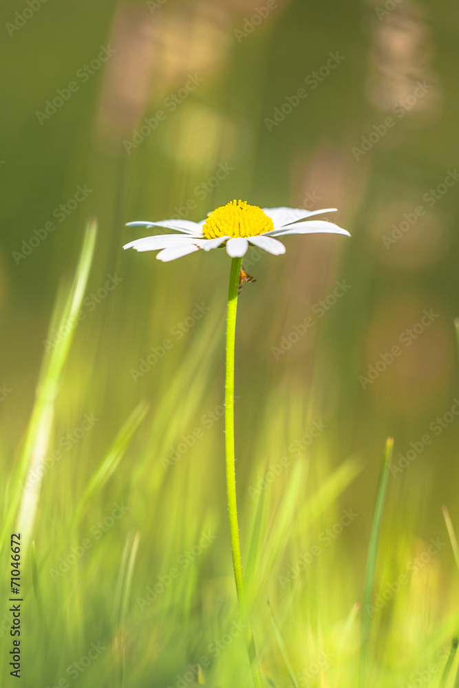 Sticker Lonely White Daisy (Leucanthemum vulgare) in a Green Agricultura