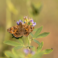 Mallow Skipper Basking on Clover Plant