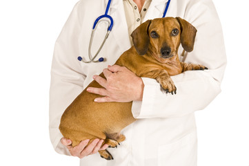 Cute Dog In The Arms Of A Veterinarian