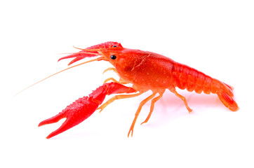 Red crawfish on white background