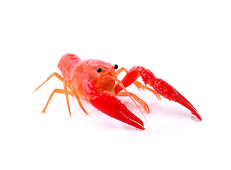Red crawfish on white background