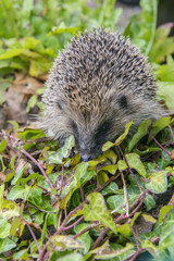 Young hedgehog in garden © annapimages