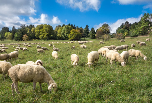 Schafe fressen auf einer Wiese