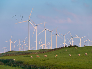 Wind Turbine and Birds