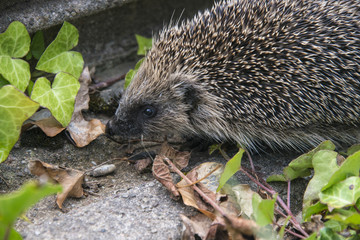 Young hedgehog in garden