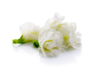 white Clitoria ternatea or Aparajita flower isolated on white ba