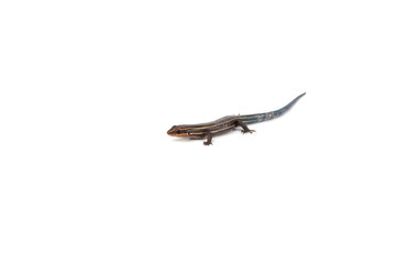 Blue Tailed Skink