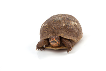 Box Turtle