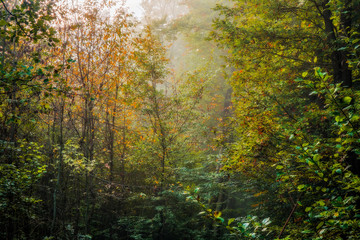 Enchanted Autumn Bavarian Forrest