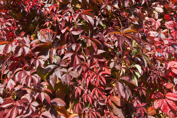 Virginia creeper in autumn.