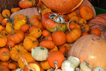 Pumpkins on display