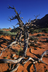 Dead Tree In Desert
