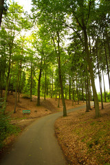 Fototapeta premium autumn in the park.