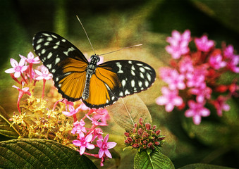 Pretty Butterfly