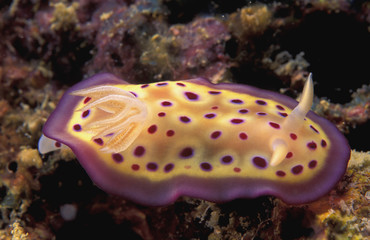 Nudibranch Malaysia South Pacific