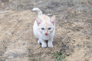 Cat meowing outdoor