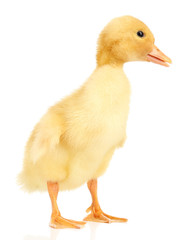 Little cute duckling isolated on white