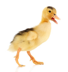 Little cute duckling isolated on white