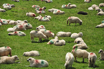 Fototapeta premium Herd of sheep in the mountains